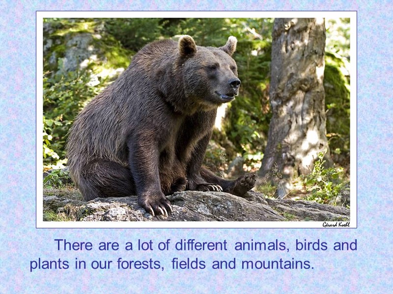 There are a lot of different animals, birds and plants in our forests, fields